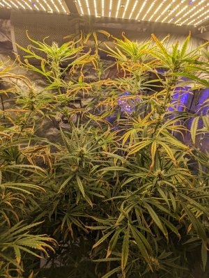 PXL_20220305_041223985.jpg PXL_20220305_041223985.jpg