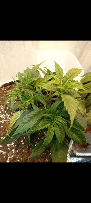 Screenshot_20220305-200800_Gallery.jpg Screenshot_20220305-200800_Gallery.jpg