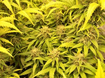 IMG_20220305_121356_208.jpg IMG_20220305_121356_208.jpg