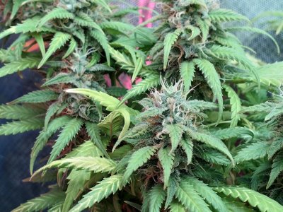 IMG_20220305_121345_755.jpg IMG_20220305_121345_755.jpg