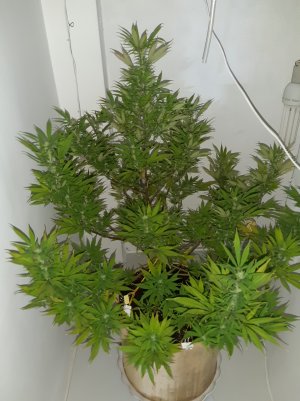 20220309_104711.jpg 20220309_104711.jpg