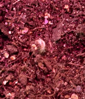 20220311_090907.jpg 20220311_090907.jpg