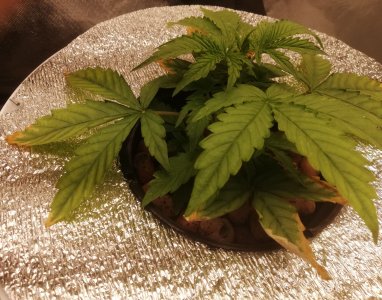 IMG_20220312_233747.JPEG IMG_20220312_233747.JPEG