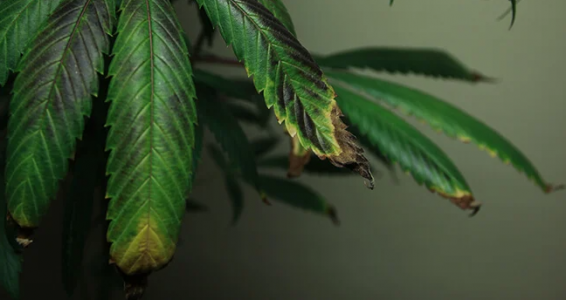 1647200357201.png 1647200357201.png