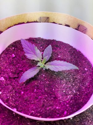 20220314_120733.jpg 20220314_120733.jpg