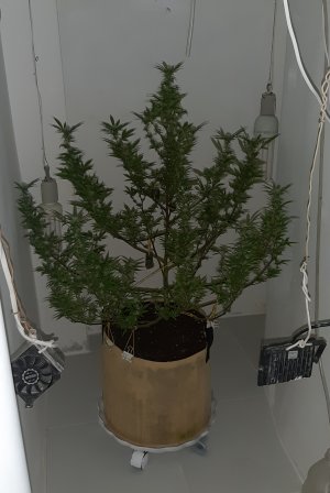 20220314_120352.jpg 20220314_120352.jpg