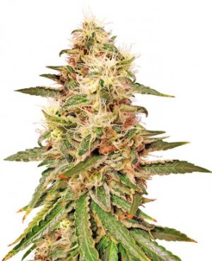 astral.jpg astral.jpg