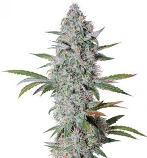 bruce banner auto.jpg bruce banner auto.jpg