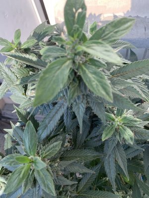 IMG_1520.jpeg IMG_1520.jpeg