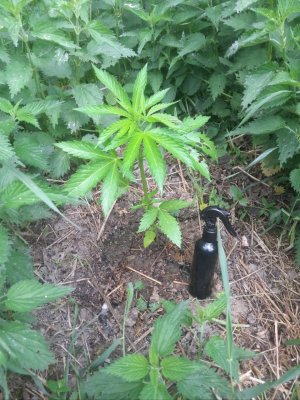 IMG_20240531_180448_111.jpg IMG_20240531_180448_111.jpg