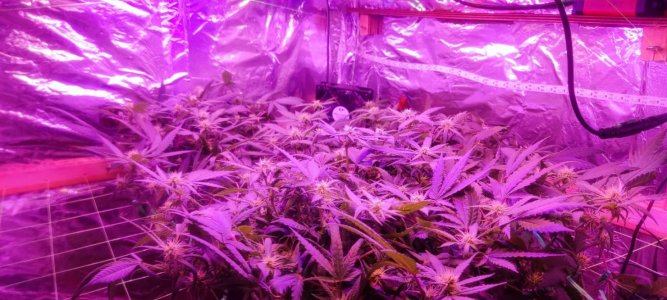 WhatsApp Image 2024-06-02 at 16.05.25.jpeg