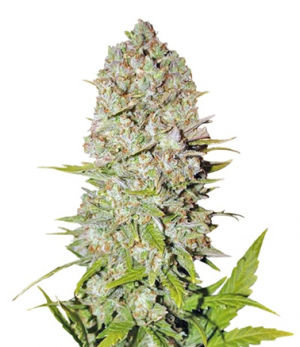 1717427728493.png 1717427728493.png