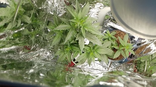 1000000257-20240517115247.jpg 1000000257-20240517115247.jpg