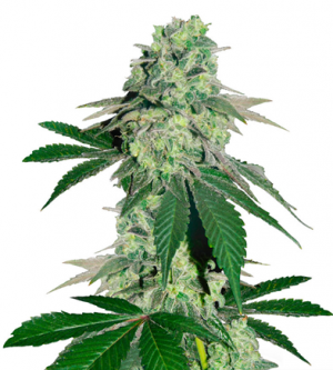 1717523381278.png 1717523381278.png