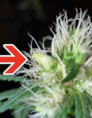 IMG_9035.jpeg IMG_9035.jpeg