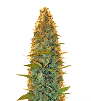 1717696647657.png 1717696647657.png