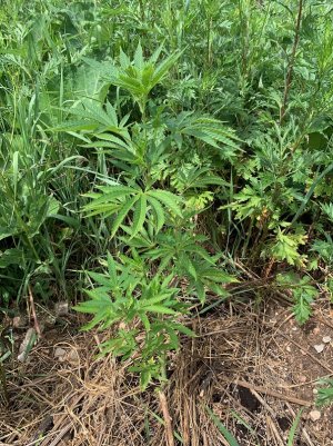 IMG_5639 — копия.jpg