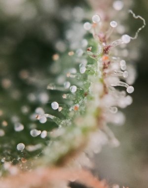 Трихомы (3).jpg