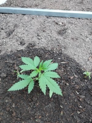 IMG_20240609_194115.jpg IMG_20240609_194115.jpg