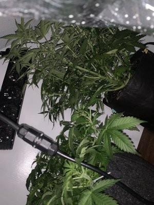 IMG_1655.jpeg IMG_1655.jpeg