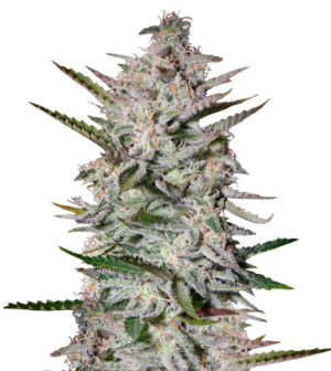 Holy punch.png Holy punch.png