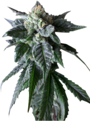 sweet mango auto.png sweet mango auto.png