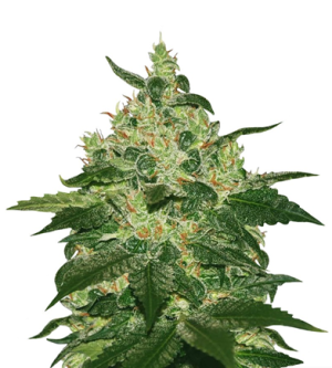 1718113100699.png 1718113100699.png