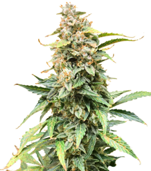 1718113113855.png 1718113113855.png