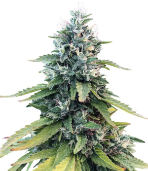 gorilla.png gorilla.png