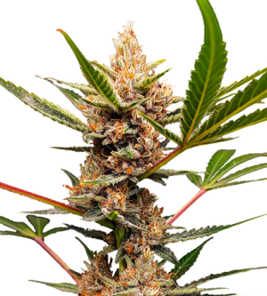 1718213241653.png 1718213241653.png