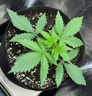 IMG_3941.jpeg IMG_3941.jpeg