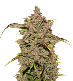 1718274973774.png 1718274973774.png