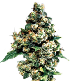 jack hr.png jack hr.png