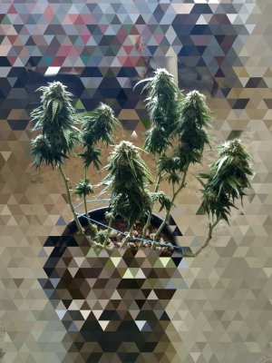 IMG_20240612_131712.jpg IMG_20240612_131712.jpg