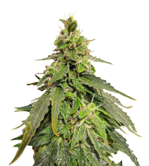 1718549827648.png 1718549827648.png