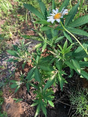 IMG_5684.jpg IMG_5684.jpg