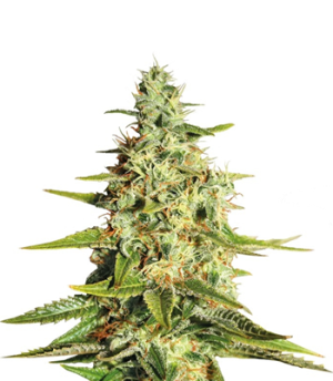 1718728991494.png 1718728991494.png