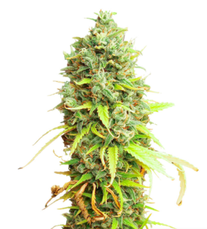 1718804169912.png 1718804169912.png