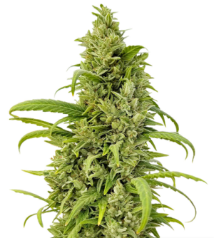 1718884365896.png 1718884365896.png