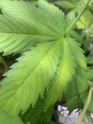 IMG_0781.jpeg IMG_0781.jpeg