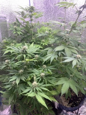 IMG_0783.jpeg IMG_0783.jpeg