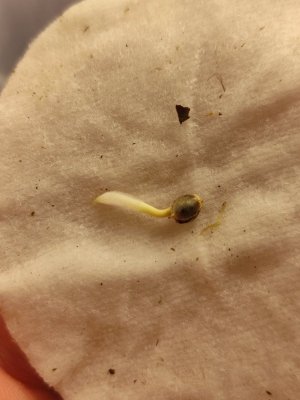 cleaned_IMG20240209131835.jpg cleaned_IMG20240209131835.jpg