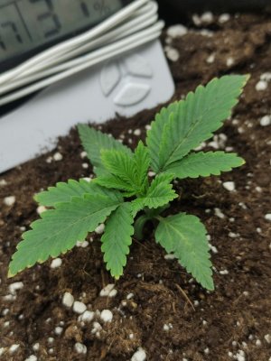 cleaned_IMG20240311124835.jpg cleaned_IMG20240311124835.jpg