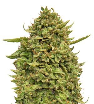 1719157786278.png 1719157786278.png