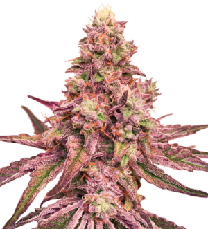 1719157791598.png 1719157791598.png