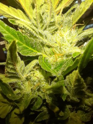 IMG_20240626_092858_979.jpg IMG_20240626_092858_979.jpg