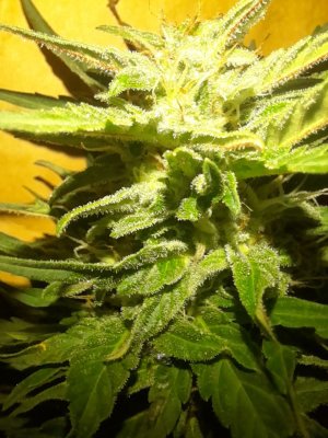 IMG_20240626_092856_478.jpg IMG_20240626_092856_478.jpg