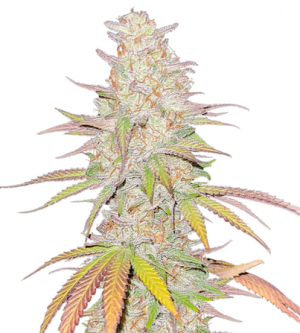 1719394151783.png 1719394151783.png