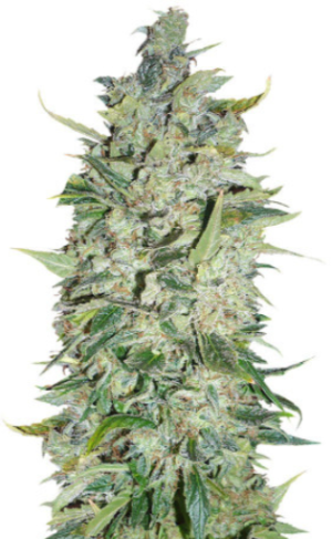 1719417326015.png 1719417326015.png