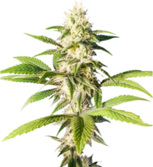 1719504700085.png 1719504700085.png